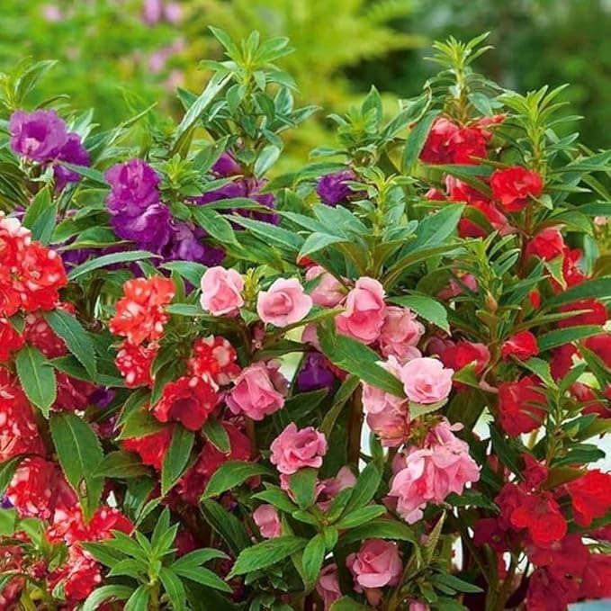 Mix Colour Bougainvillea Flower Seeds For Home Garden