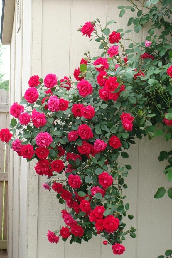 Mix Colour Bougainvillea Flower Seeds For Home Garden